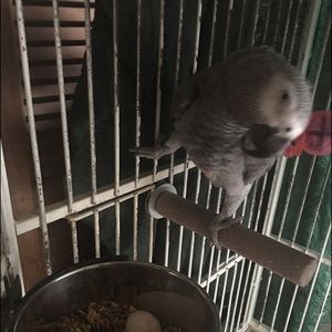 Meet your Posher, Cythenia